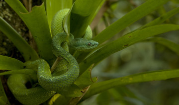 Картинка животные змеи +питоны +кобры листья чешуя зеленый