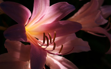 Картинка цветы лилии +лилейники темно свет розовая лилия