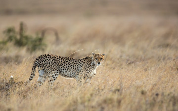 Картинка животные гепарды саванна трава кошка пятна прогулка