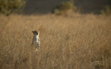 Картинка животные гепарды трава саванна кошка