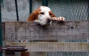Картинка животные собаки взгляд забор