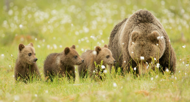 Обои картинки фото животные, медведи, малыши, мама, семья