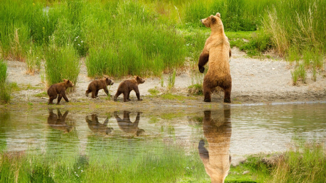 Обои картинки фото животные, медведи, прогулка, семья, трава