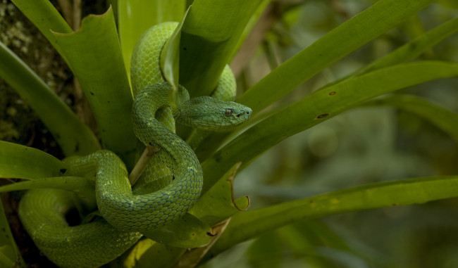 Обои картинки фото животные, змеи,  питоны,  кобры, листья, чешуя, зеленый