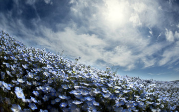 Картинка цветы немофилы +вероники небо весна