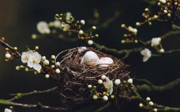 Картинка животные гнезда+птиц природа яица весна гнездо