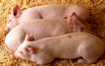 Картинка животные свиньи +кабаны поросята хлев спят сон