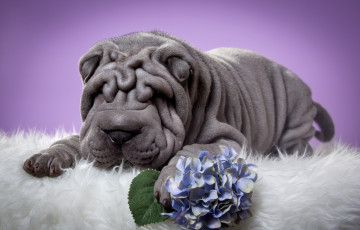 Картинка животные собаки цветок складки щенок шарпей гортензия