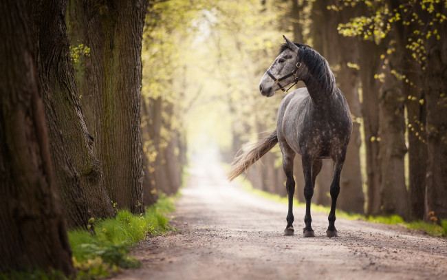 Обои картинки фото животные, лошади, фон, дорога, конь