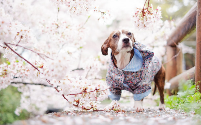 Обои картинки фото животные, собаки, весна, собака, друг, взгляд