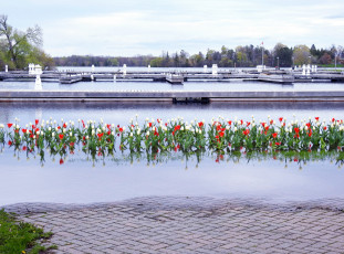 Картинка природа парк фонтаны вода тюльпаны бутоны