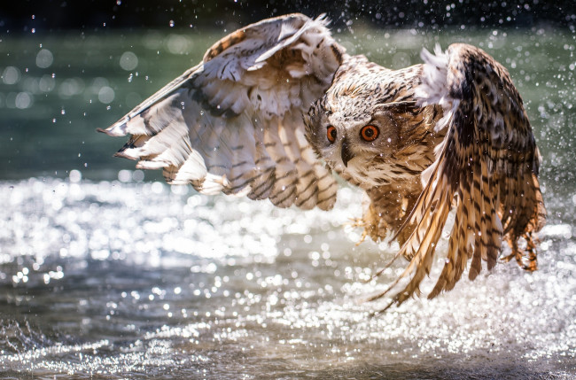 Обои картинки фото животные, совы, вода, боке, взлёт, крылья, сова