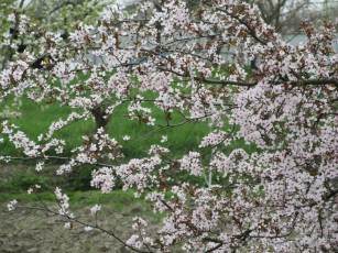 Картинка цветы цветущие+деревья+ +кустарники весна 2018