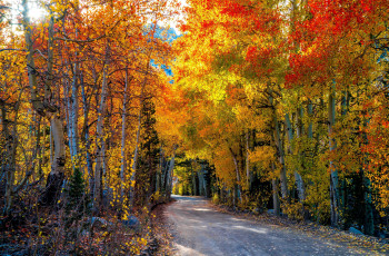 Картинка природа дороги осень дорога