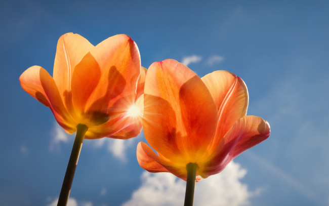 Обои картинки фото цветы, тюльпаны, небо, дуэт, лепестки, макро, два, тюльпана