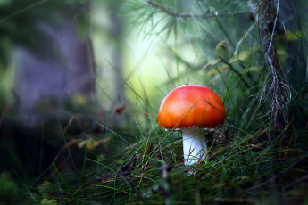 Картинка природа грибы +мухомор одиночка
