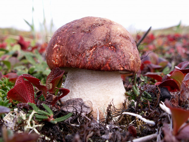 Обои картинки фото белый гриб, природа, грибы, белый, боровик, гриб, трава