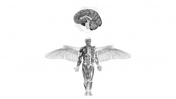Картинка рисованное минимализм мозг анатомия ангел