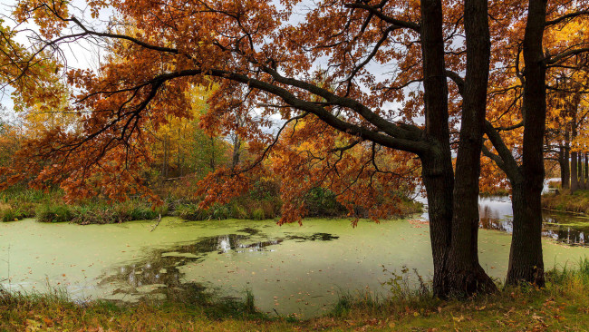 Обои картинки фото природа, парк, пруд, осень