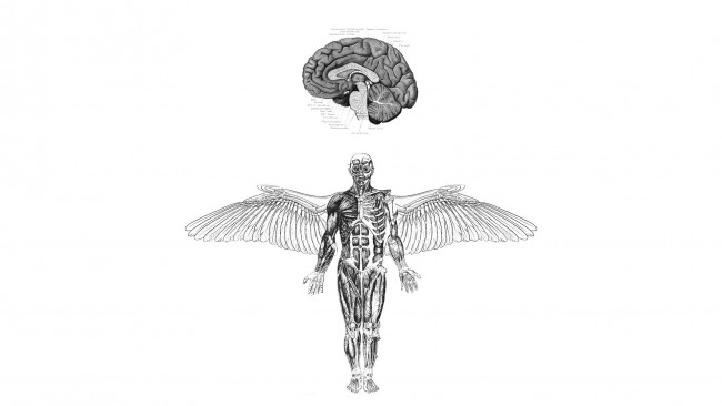 Обои картинки фото рисованное, минимализм, мозг, анатомия, ангел