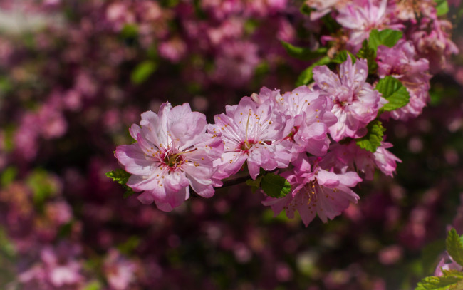 Обои картинки фото цветы, цветущие деревья ,  кустарники, ветка, весна, розовые, цветение, миндаль, боке
