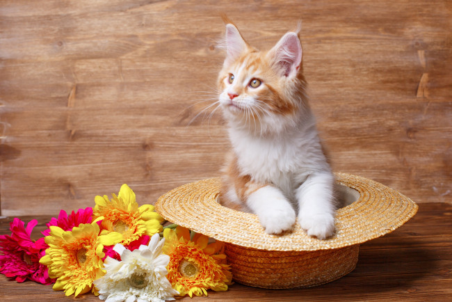 Обои картинки фото животные, коты, цветы, шляпа, киса