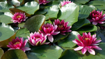 Картинка цветы лилии+водяные +нимфеи +кувшинки листья лилии водяные розовые