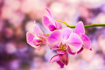 обоя цветы, орхидеи, экзотика, орхидея, розовая