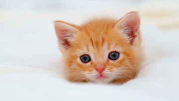 Картинка животные коты кошка взгляд котенок портрет малыш рыжий белый фон мордашка