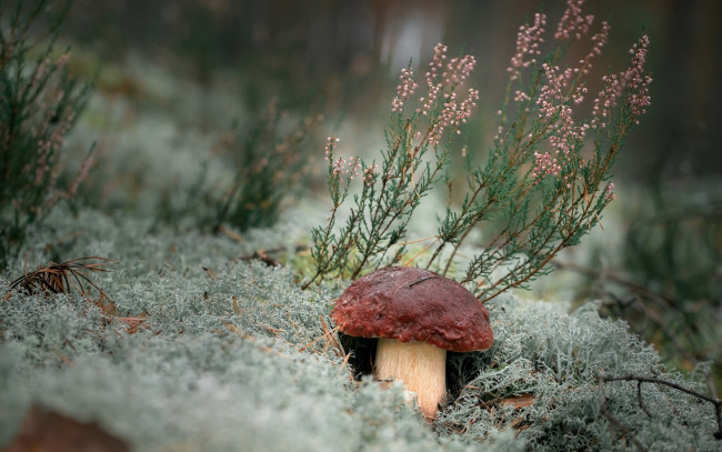 Обои картинки фото природа, грибы, боровик, мох, вереск
