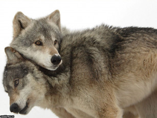 обоя любовь, животные, волки