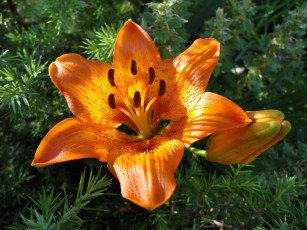 Картинка цветы лилии лилейники оранжевый тигровая лилия