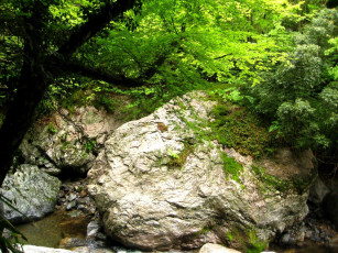 Картинка природа лес вода камни