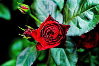 Картинка цветы розы красный страсть