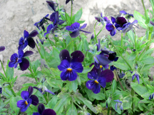Картинка цветы анютины глазки садовые фиалки синий