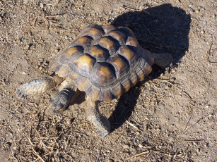 Картинка животные Черепахи земля черепаха панцирь