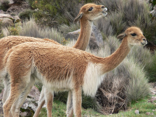 Картинка животные ламы викуньи