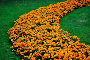 Картинка цветы бархатцы клумба