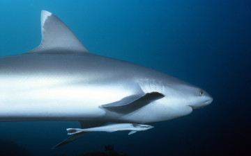 Картинка животные акулы акула с прилипаллой