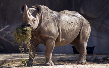 Картинка животные носороги носорог зоопарк сено