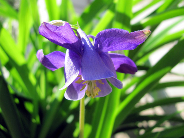 Обои картинки фото цветы, аквилегия, водосбор, фиолетовый