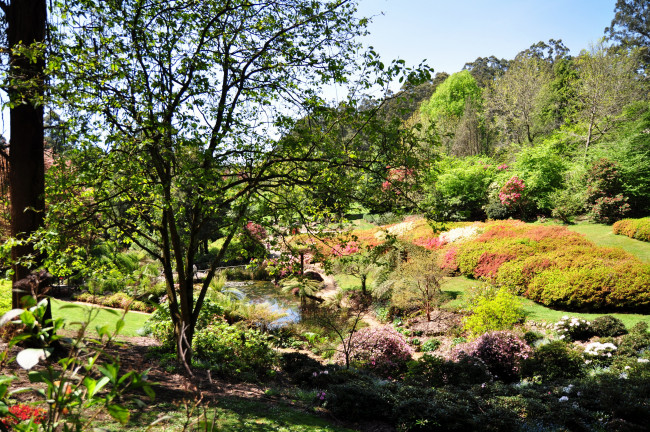 Обои картинки фото national, rhododendron, gardens, olinda, австралия, природа, парк