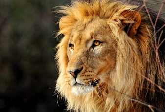 Картинка животные львы портрет грива царь