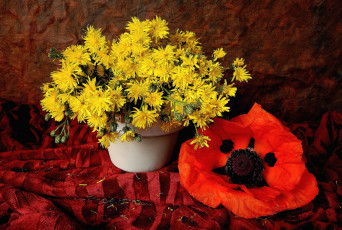 Картинка цветы разные вместе мак желтый одуванчики луговые+цветы