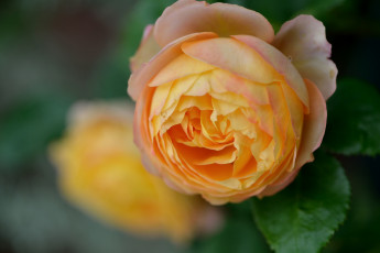 Картинка цветы розы желтый