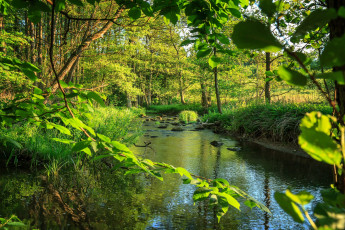 Картинка природа реки озера вода зелень