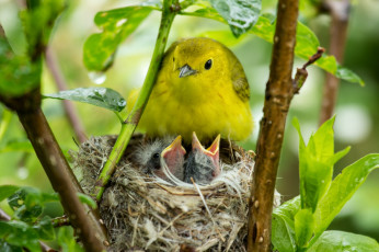 Картинка животные гнезда птиц птичка гнездо птенцы желторотики