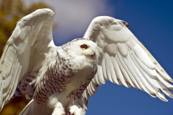Картинка животные совы крылья полярная сова