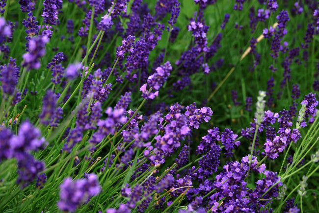 Обои картинки фото цветы, лаванда, фиолетовый, прованс