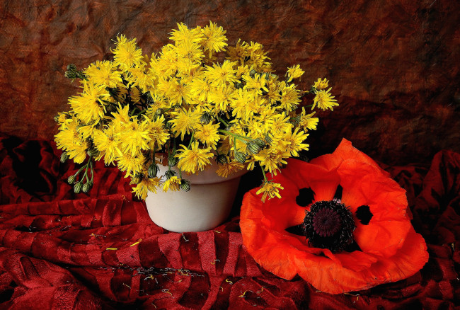 Обои картинки фото цветы, разные, вместе, мак, желтый, одуванчики, луговые цветы